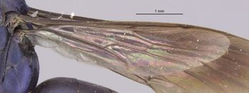 Media type: image;   Entomology 27660 Aspect: Wing hind